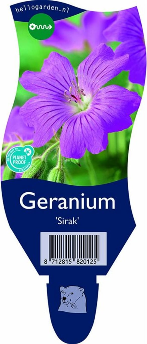 Geranium 'Sirak' - P11
